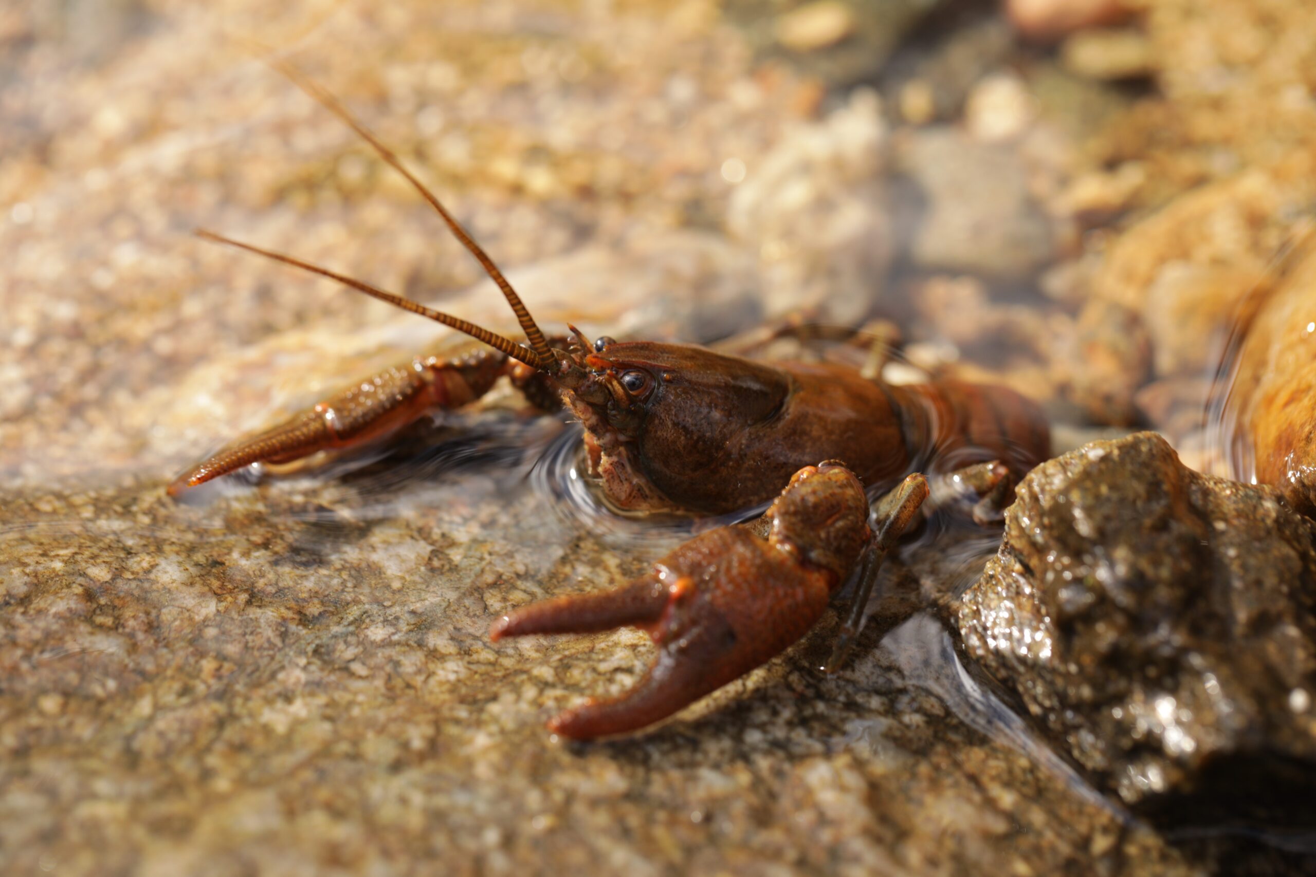 Action Plan for the Conservation of the Stone Crayfish in Bulgaria for ...